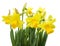 Spring floral border, beautiful fresh narcissus flowers.