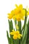 Spring floral border, beautiful fresh narcissus flowers.