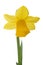 Spring floral border, beautiful fresh narcissus flowers.