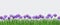 Spring floral border with bright purple crocuses on fresh green grass on transparent background.