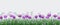 Spring floral border with bright purple crocuses and little blue wild flowers on green grass on transparent background.