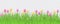 Spring floral border with colorful tulips on green grass on transparent background.