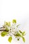 Spring Floral concept Pear white Blossoms on white background