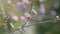 Spring Floral Concept. Spring Blossom Tenderness. Spring Seasonal Floral Background.