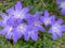 Spring floral natural background of blue Chionodoxa luciliae flowers, selective focus