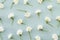 Spring floral pattern made with white blooming daffodil flowers