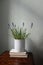 Spring floral still life. Blooming blue muscari plant in white flower pot. Vintage wooden bedside table, with old books