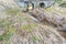 Spring flow of water in the bed of a small river passes through the large drainage pipes under the bulk bridge