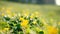 Spring flower abundance field buttercups nature
