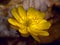 The Spring flower Adonis amurensis