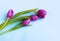 Spring flower arrangement. Purple tulips on a light blue background.