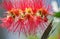 Spring Flower Australian Callistemon Captain Cook