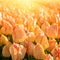 Spring flower background, blossoming yellow tulip in sunlight