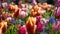 Spring flower background. Colorful tulips close-up bloomed in the garden.