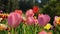 Spring flower background. Colorful tulips close-up bloomed in the garden