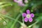 Spring flower background of Gypsophila tiny flower bloom, macro