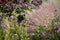 Spring flower background with Japanese Maple and decorative grasses blurred behind purple flowers