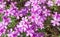 Spring flower background, Phlox-Flox subulata, bright pink small flowers. Colorful spring carpet in soft pastel colors