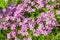 Spring flower background, Phlox-Flox subulata, bright pink small flowers. Colorful spring carpet in soft pastel colors