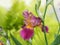 Spring flower background.Popular delicate iris flowers grow in the garden