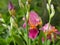 Spring flower background.Popular delicate iris flowers grow in the garden