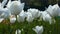 Spring flower background. White tulips garden