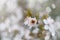 SPRING FLOWER BACKGROUNDS. CHERRY BLOOMING ON NATURAL DEFOCUSED BACKGROUND
