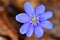 Spring flower. Beautiful blooming first small flowers in the forest. Hepatica. Hepatica nobilis