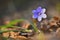 Spring flower. Beautiful blooming first small flowers in the forest. Hepatica. Hepatica nobilis