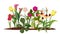 Spring flower bed. Garden, blossom flowers. Isolated tulips and lily vector illustration