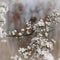 Spring Flower - Blackthorn Blossom