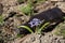 Spring flower blue coloring sprouted on burnt ground after pazhara near the discarded bottle. The consequences of fire for nature