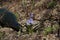 Spring flower blue coloring sprouted on burnt ground after pazhara near the discarded bottle. The consequences of fire for nature