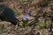 Spring flower blue coloring sprouted on burnt ground after pazhara near the discarded bottle. The consequences of fire for nature