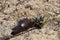 Spring flower blue coloring sprouted on burnt ground after pazhara near the discarded bottle. The consequences of fire for nature