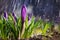 Spring flower blue purple crocuses on a sunny day in a spray of