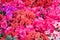 Spring flower blurry background. Floral background. Springtime backdrop concept