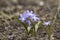 Spring flower bulbs - hionodoksa or Scilla luciliae