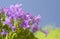 Spring flower bush Dalmatian bellflower