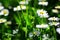 Spring flower closeup. Chamomile. Springtime. White flowers of camomile. Wildflowers.