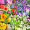 Spring flower collage - Abstract Display