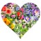 Spring flower collage in heart shape