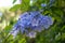 Spring flower concept. Lobelia erinus, edging, garden or trailing light blue color flowering plant