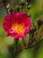 Spring flower concept. Perennial shrub with buds and blooming pink wild, bristly rose. Rosa nutkana, blur nature background,