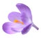 Spring flower crocus isolated