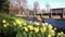 Spring flower daffodils narcissus blooming in the city of The Hague,The Netherlands