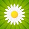 Spring flower daisy icon