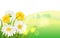 Spring flower daisy juicy, chamomiles yellow dandelions green grass background Template for banners, web, flyer. Vector