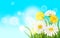 Spring flower daisy juicy, chamomiles yellow dandelions green grass background Template for banners, web, flyer. Vector