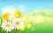 Spring flower daisy juicy, chamomiles yellow dandelions green grass background Template for banners, web, flyer. Vector